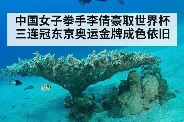 中国女子拳手李倩豪取世界杯三连冠东京奥运金牌成色依旧